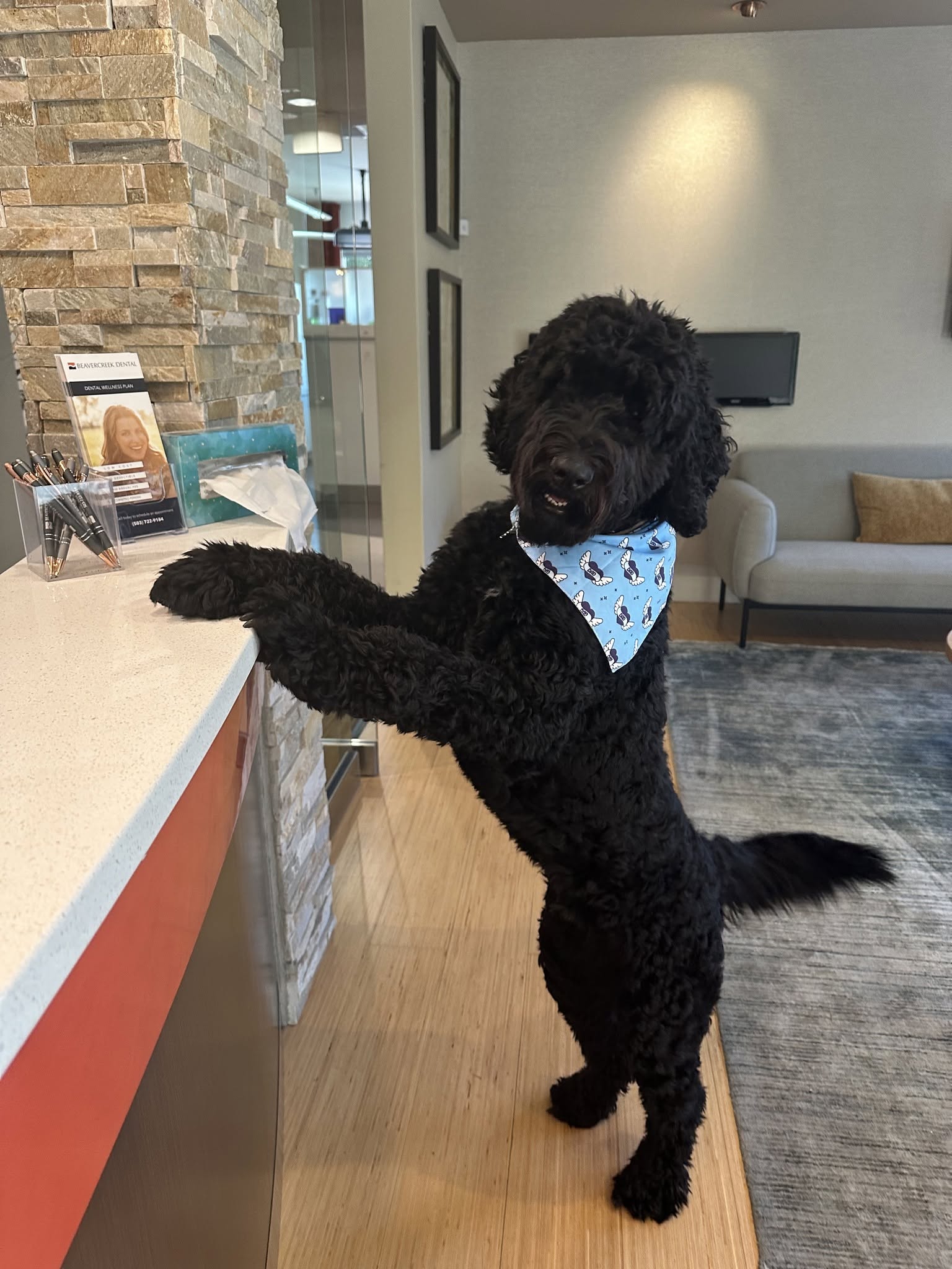 The Beavercreek Dental office dog, wearing a bandana, greeting patients